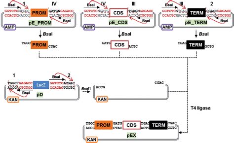 Figure 8 From Design And Development Of Modular DNA Assembly Tools For