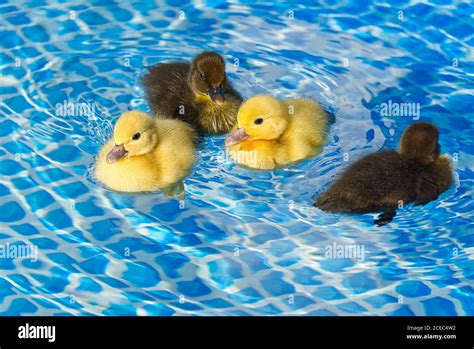 Ducks In Swimming Pool 1