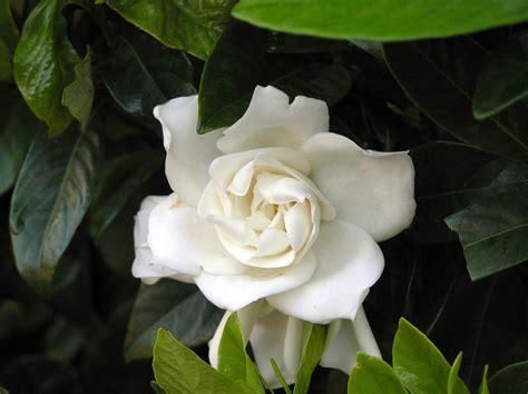 Common Gardenia