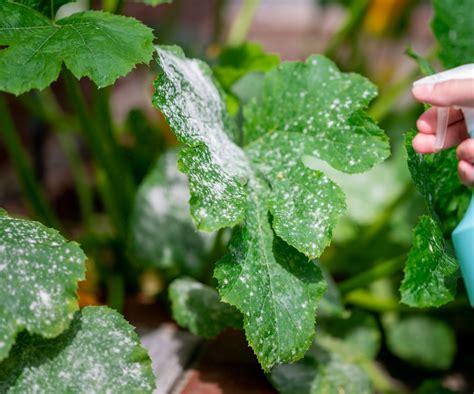 How To Get Rid Of White Mold On Plants Natural Methods Homes Gardens