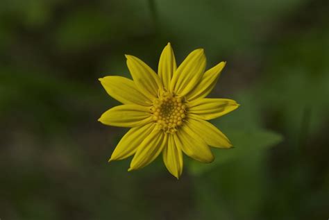 Heart Leaf Arnica Arnica Cordifolia Dsc8856 Montucky Flickr