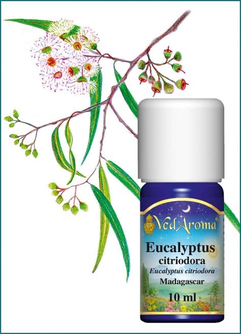 Eucalyptus Citriodora Essential Oil 10 Ml Vedaroma Eu