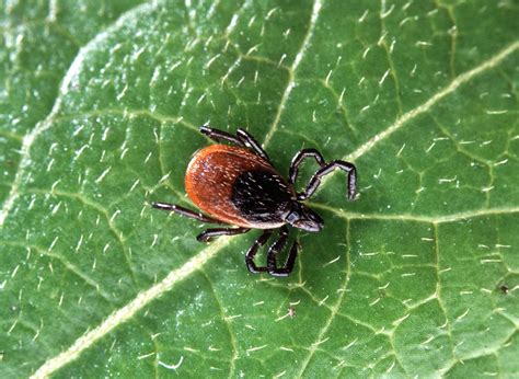 Series Tick Borne Diseases In Wisconsin Wiscontext