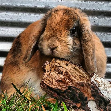 Holland Lop Does Of Color Lil Lops Of Love Rabbitry