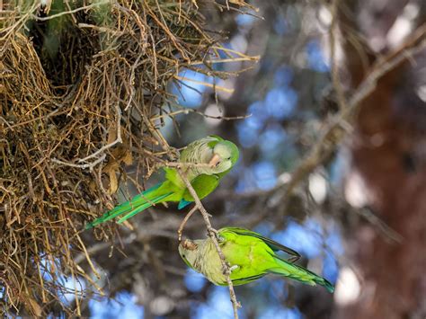 Monk Parakeet Nesting Behavior Eggs Location Birdfact