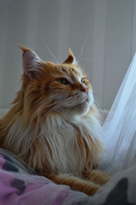Mel Cat