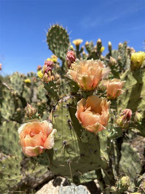 Sonoran Desert Flowering Shrubs Best Flower Site