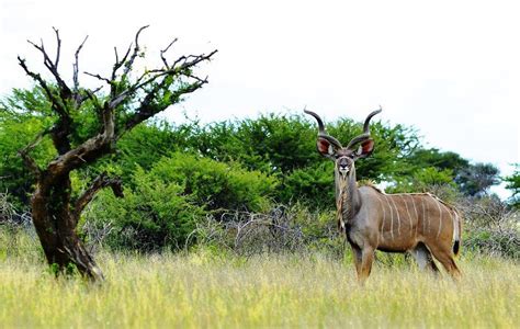 Botswana Opens Up Land For Tourism Development Southern East