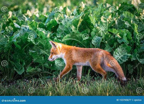 Filhote Da Raposa Vermelha Vulpes Do Vulpes Animais Selvagens Europeus