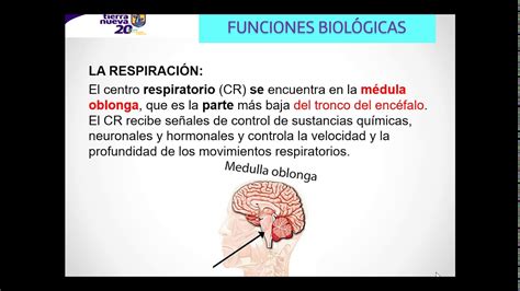 Funciones Vitales O Biol Gicas Youtube