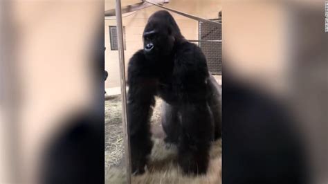 Watch Gorillas Sliding Entrance Stuns Zoo Visitors And Goes Viral