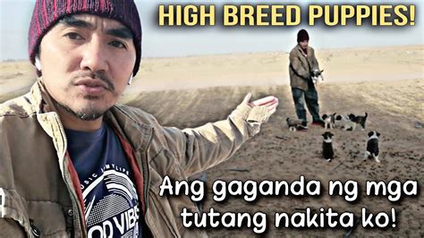 Mga High Breed Na Aso Dito Sa Saudi Asong Gala Lang Pala YouTube