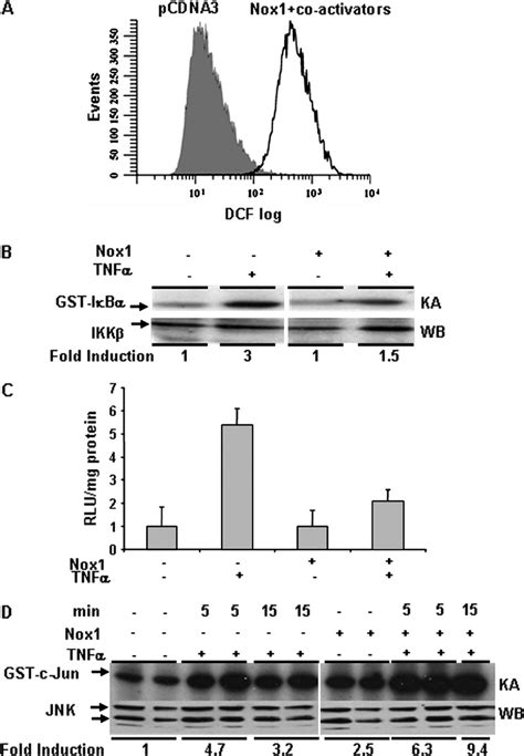 Nox1 Expression And Ros Production Leads To Altered Tnf Signaling A Download Scientific