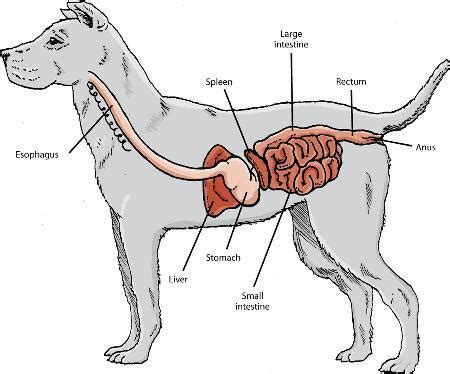 Understanding the Canine Body - Paperblog