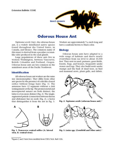 Odorous House Ant Wsu Extension Publications Washington State