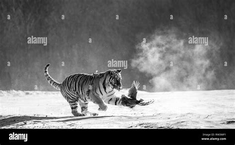 Siberian Tiger Running In The Snow And Catch Their Prey Very Dynamic