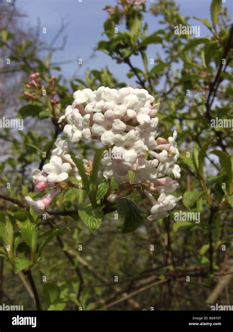 Fragrant Viburnum Viburnum Farreri Hi Res Stock Photography And Images