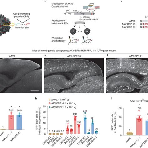 Capsid Engineering Of Bbb Penetrant Aav Variants In Mice A Aav Capsid