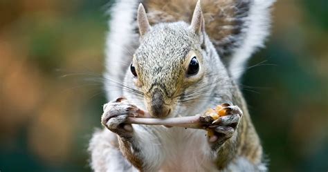 What Do Squirrels Eat A Peek Into Squirrels Palate