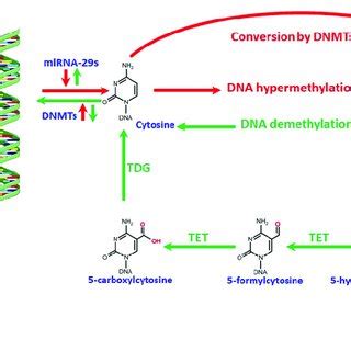 An illustration of the mechanism GTPs adopt to prevent... | Download ...