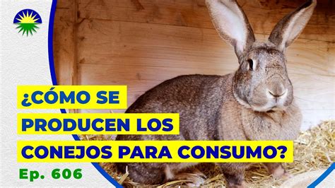 C Mo Se Producen Los Conejos Para Consumo Youtube