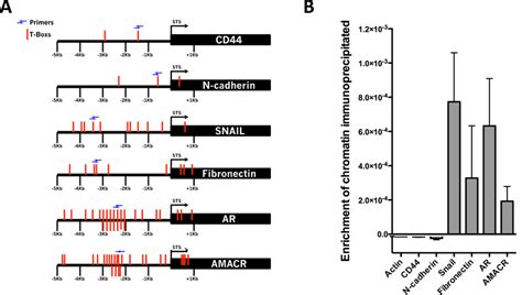 Brachyury Directly Binds To The Promoter Regions Of Snail Fibronectin