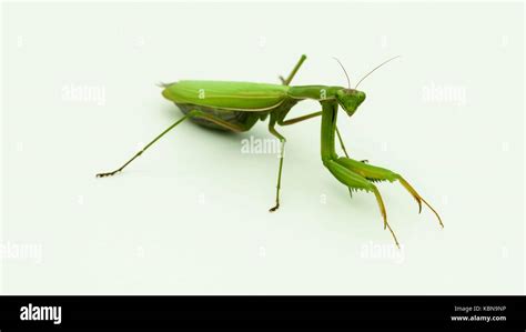 Praying mantis Praying mantis Stock Photo - Alamy