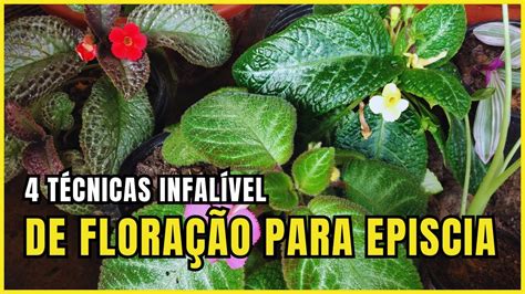 T Cnica Infal Vel Para Aumentar A Flora O Da Sua Episcias Ou Tapete