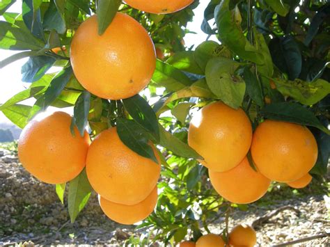 POR QUÉ ES IMPORTANTE EL CULTIVO DE NARANJA EN MÉXICO Hydroenvironment