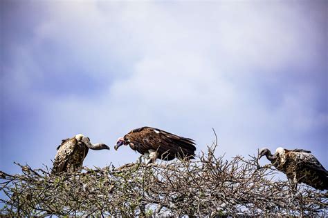 Eagle vs Vulture: 6 Differences Explained