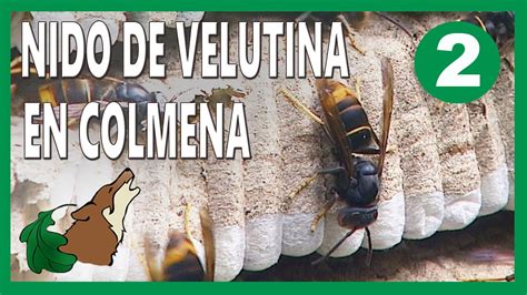 V Nido De Velutina En Colmena Control Velutina Youtube