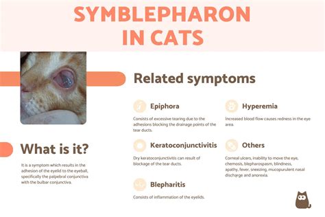 Symblepharon in Cats - Causes and Treatment With Photos