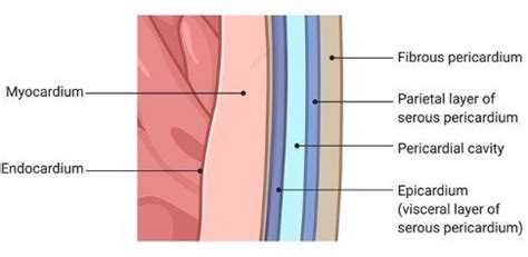 myocardium definition function examples  researchtweet