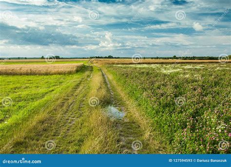 Dirt Road Next To Fields And Meadows Stock Image Image Of Landscape