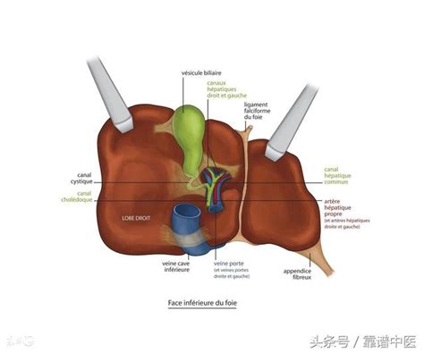 肝熱怎麼調理？調理肝熱吃它們好 每日頭條