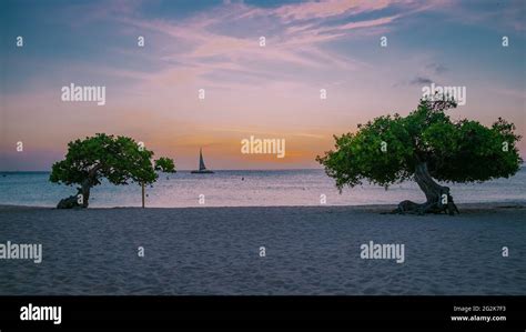 Sunset At Eagle Beach Aruba Divi Dive Trees On The Shoreline Of Eagle