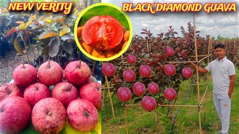 Black Diamond Guava Farming Red Diamond Guava Farming Thai Black