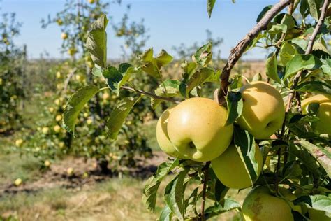 Golden Delicious Apple Tree Growing And Harvesting Plantura