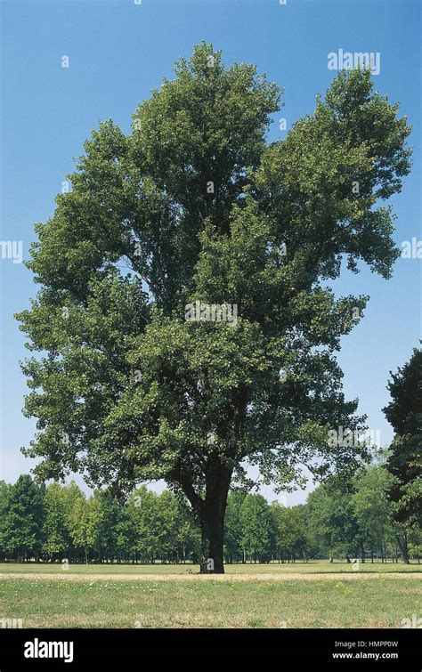 Botany Salicaceae Black Poplar Populus Nigra Stock Photo Alamy