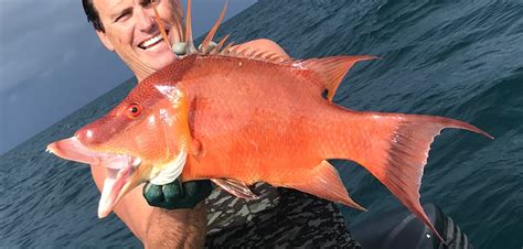 Fish Rules Hogfish In Fl Gulf State Waters