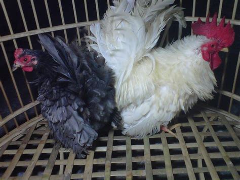 081390418867 Toko Jual Ayam Hias 089637822311 Ayam Kate Walik