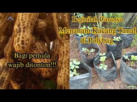 Cara Mudah Menanam Kacang Tanah Didalam Polybag Solusi Lahan