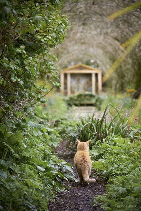 Pets Cor De Hamer Photography