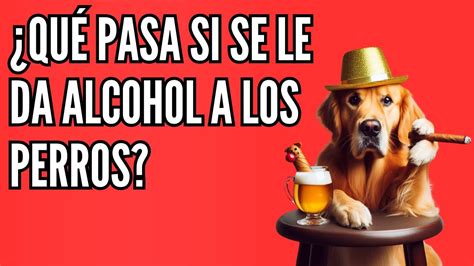 Consecuencias Y Riesgos Qué Pasa Si Mi Perro Bebe Alcohol