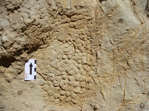 66 Million Year Old Dinosaur Skin Impression Discovered In Spain