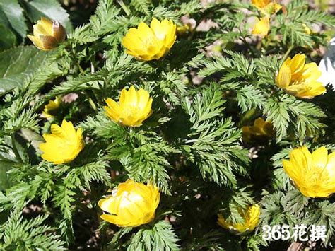 フクジュソウ（福寿草）｜園芸植物小百科｜育て方｜花の写真