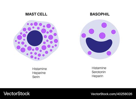 Basophil And Mast Cell Royalty Free Vector Image