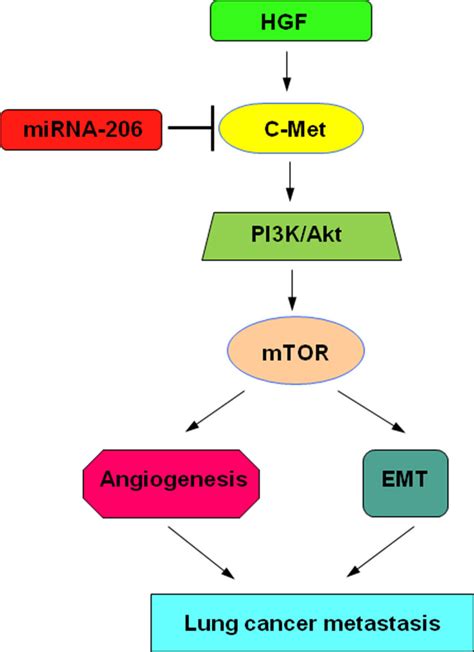 Proposed Models On The Inhibitory Role Of Mir In Hgf Induced Emt