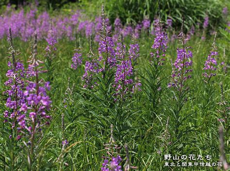 ヤナギラン 野山の花たち 東北と関東甲信越の花