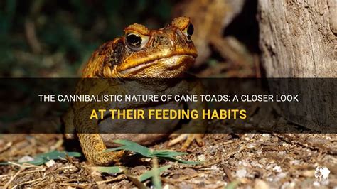 The Cannibalistic Nature Of Cane Toads A Closer Look At Their Feeding